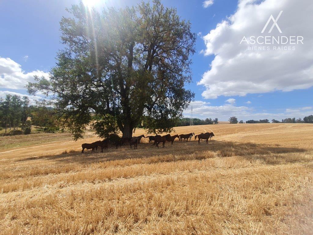 LOTEO DE PARCELAS EN LA UNIÓN