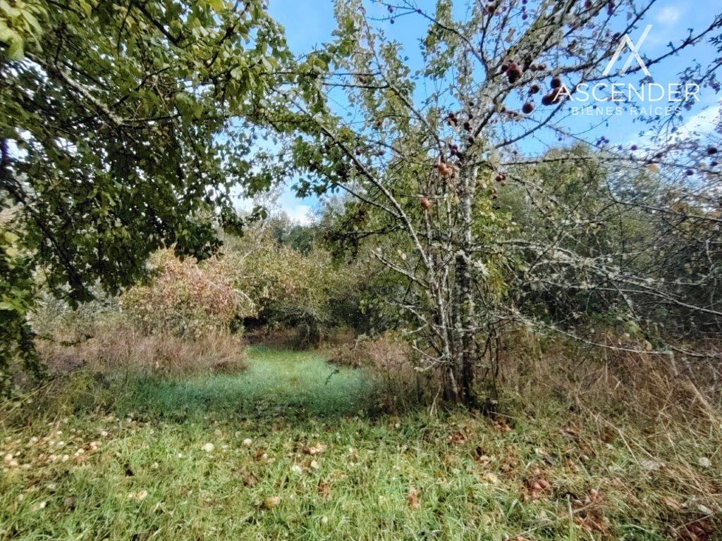 SE VENDE PARCELA  RODEADA DE BOSQUE NATIVO EN VALDIVIA